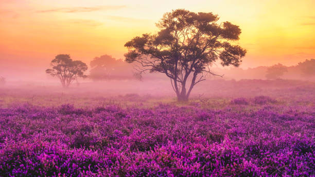 istock Blooming Heather fields, purple pink heather in bloom, blooming heater Veluwe Zuiderheide park 1533731321