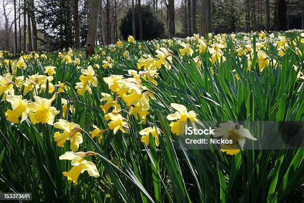 ワイルド Daffodils 英語の森 - イングランドのストックフォトや画像を多数ご用意 - イングランド, イングランド南東部, イングランド文化