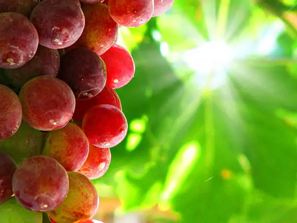 Red bunch of grapes for viticulture, agriculture, wine, food or organic fruits concepts