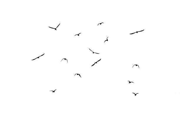 Photo of flock of birds backlit isolate