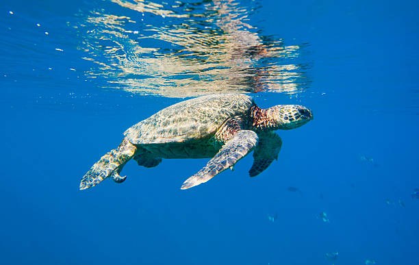 istock Hawaiian Green Sea Turtle Under Water 153376540