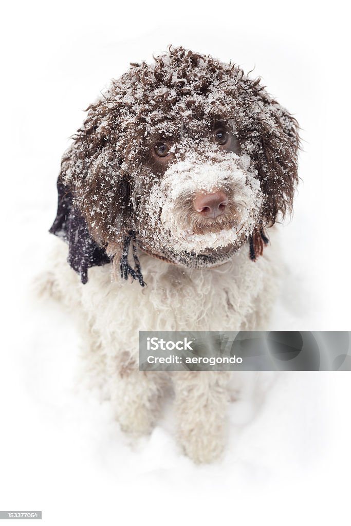 Собака в снегу - Стоковые фото Белый роялти-фри