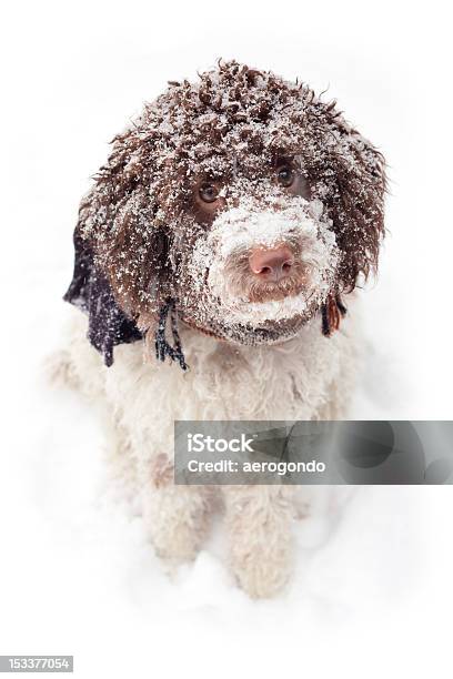 Собака В Снегу — стоковые фотографии и другие картинки Белый - Белый, Вертикальный, Веселье