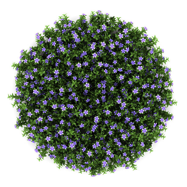 istock top view of dwarf periwinkle flowers isolated on white background 153377158