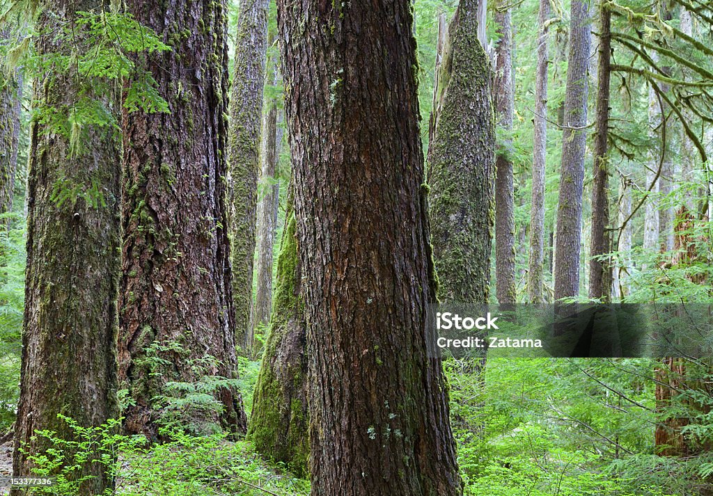 Forest Old growth Hemlock and Douglas-Fir Trees in Olympic National Park,WA Hemlock Tree Stock Photo