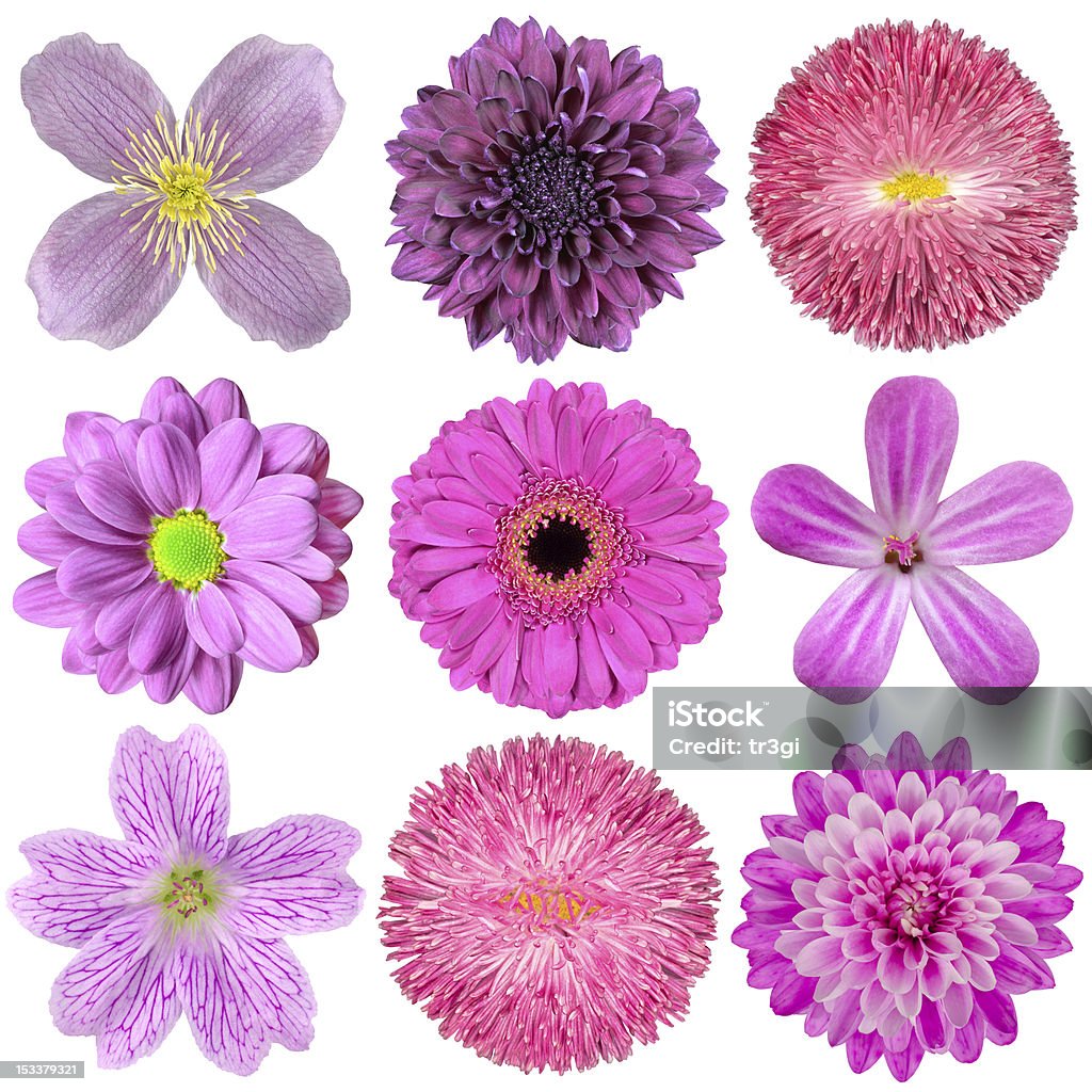 Coleção de diferentes rosa, roxo, vermelho e flores isoladas - Foto de stock de Amarelo royalty-free