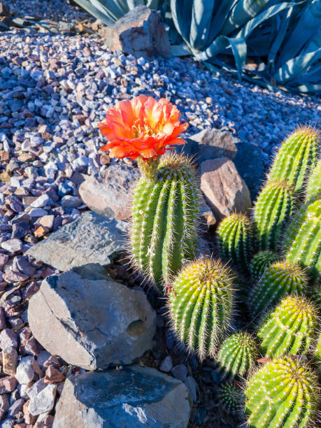 주홍 꽃으로 피는 고슴도치 선인장 - cactus hedgehog cactus flower desert 뉴스 사진 이미지