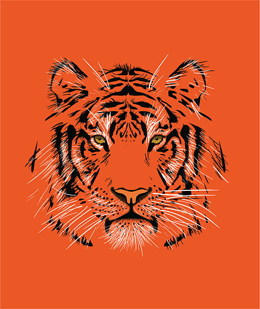 Tiger Portrait of a Siberian Tiger tiger stripe stock illustrations