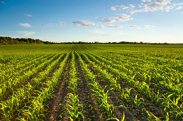 grünen feld mit jungen mais bei sonnenuntergang - corn on the cob stock-fotos und bilder