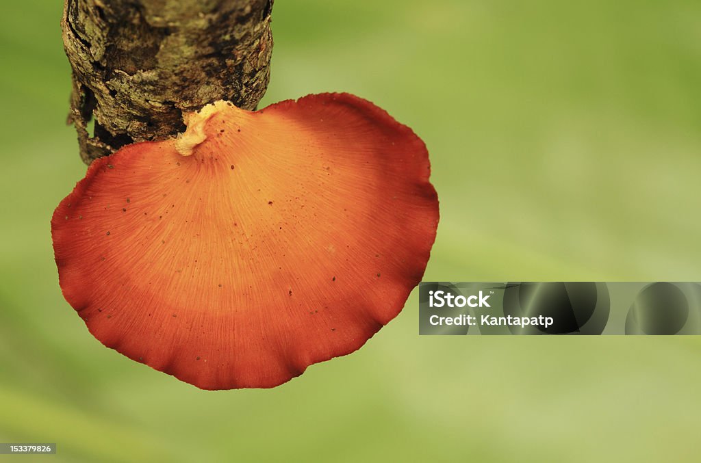 Champignon - Photo de Arbre libre de droits