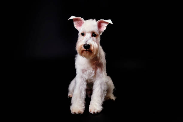 istock Miniature Schnauzer white on the black background 1533801533