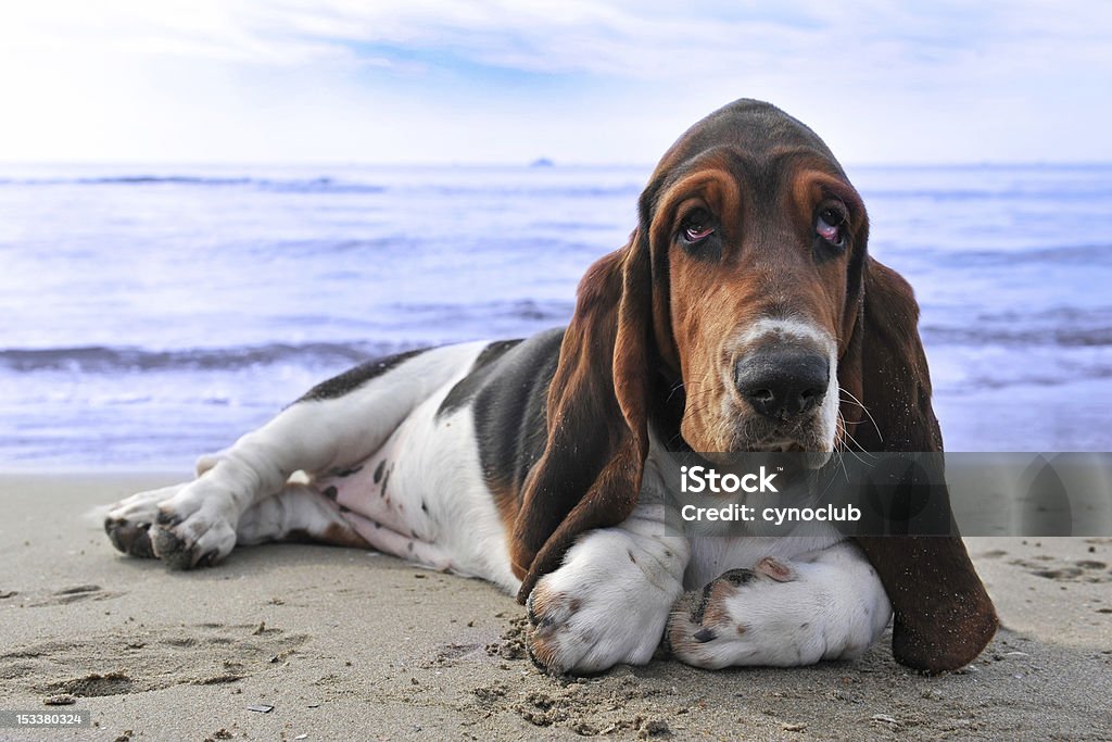 Close-up of Basset Hound lying on sandy shoreline picture of puppy purebred basset hound on a beach Basset Hound Stock Photo