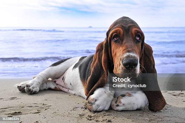 Closeup Of Basset Hound Lying On Sandy Shoreline Stock Photo - Download Image Now - Basset Hound, Puppy, Animal