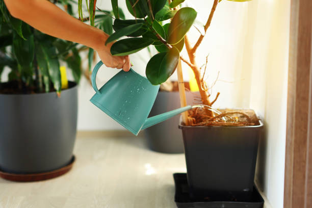 istock woman's hands watering plants in home. Making homework. Domestic life concept 1533803670