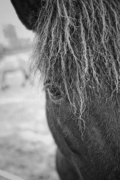 istock Black horse eye detail 153380470