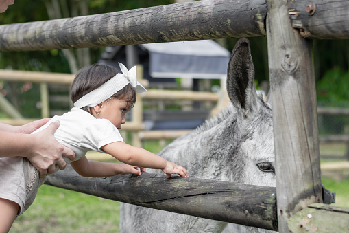 little latin girl trying to touch the donkey in the wooden corral