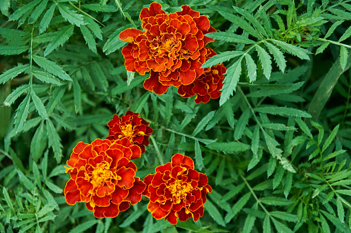 Close up of marigold flowers orange with yellow in a garden. Green carved leaves.