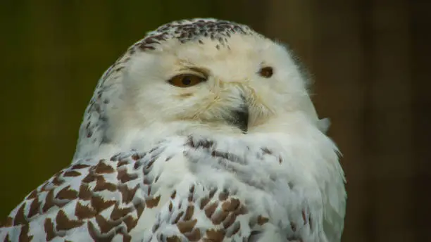 Proud Snowy Owl