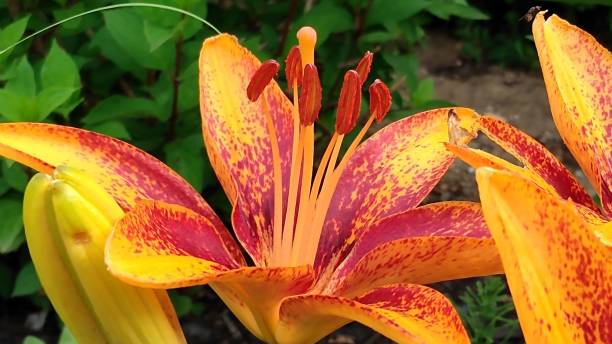 Beautiful orange lily flower stock photo