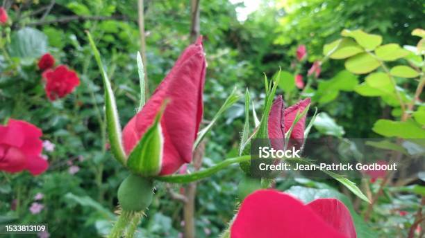 Garden Rose On The Brink Of Blooming Stock Photo - Download Image Now - Beauty, Blossom, Bud
