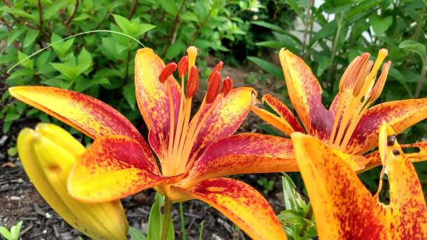 Beautiful Orange Lily Flower stock photo