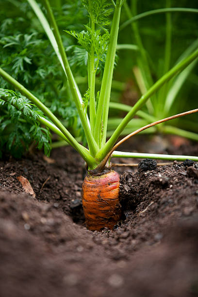 Zanahoria en el jardín - foto de stock