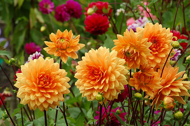 Orange dahlias in the garden among other flowers A bed of orange dahlia dahlia photos stock pictures, royalty-free photos & images