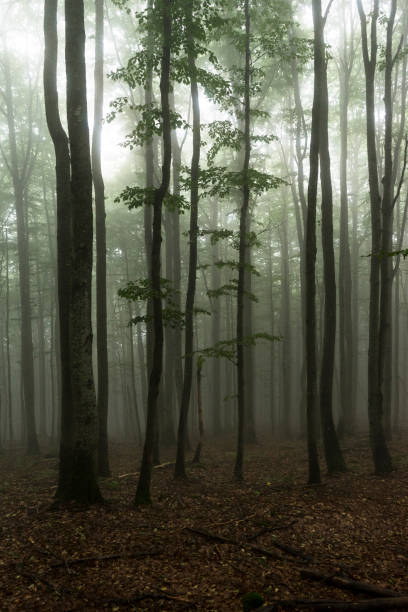 istock Bavarian Forest National Park 1533817649