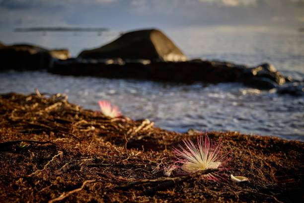fleur de pompon - îles wallis et futuna photos et images de collection