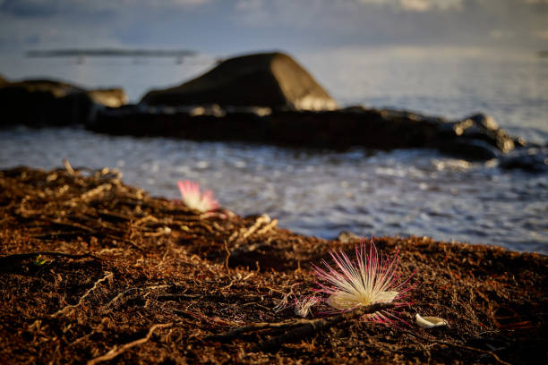 Pompom flower Pompom flower wallis and futuna islands stock pictures, royalty-free photos & images