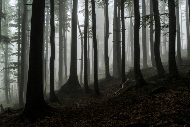 istock Bavarian Forest National Park 1533823138