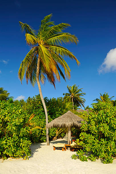 Beach wth coconut palms and deck chair