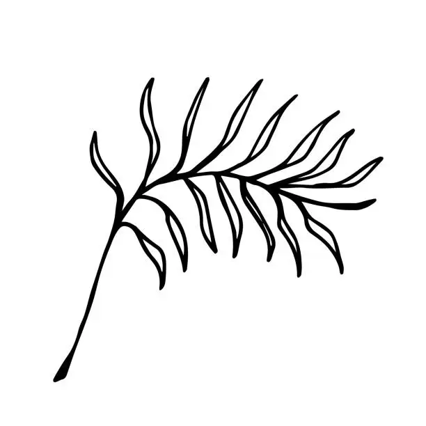 Vector illustration of A one leaf of cat palm plant isolated on a white background. Indoor plant. Line art, hand drawn. Doodle illustration