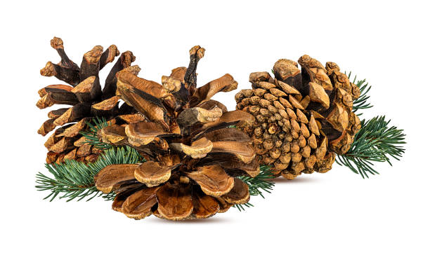 istock Cone and branch of fir-tree on a white 1533837009