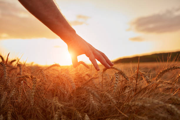 istock Hand touching wheat crops in golden hour, sunset, sunrise time. 1533837614