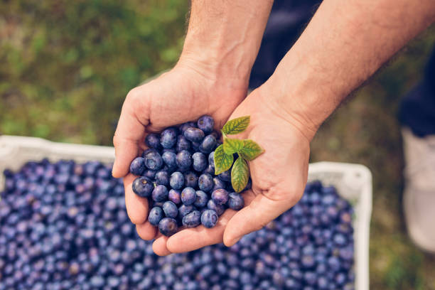 istock Male holding fresh blueberries on a farm. 1533839239
