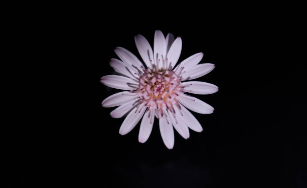 istock white flower on the dark background 1533845245