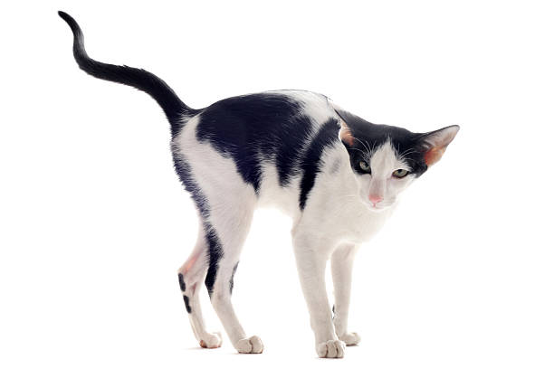 gato urinating oriental - marcar al adversario fotografías e imágenes de stock