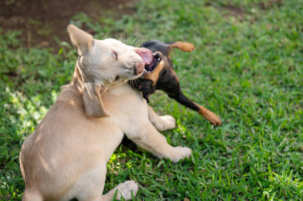 istock Happy biting two puppy dogs 1533856900