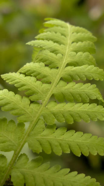 istock young green fern leaves pattern background. Copy space. suitable for background or wallpaper nature 1533860231