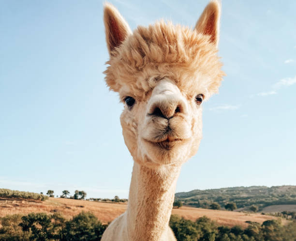 istock alpaca animal portrait 1533861297