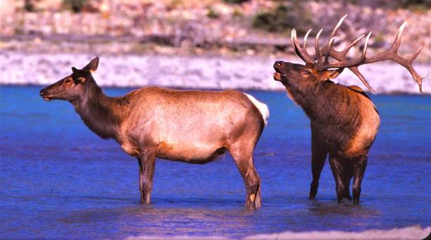 istock Elk - Jasper National Park - Alberta, Canada 1533866912