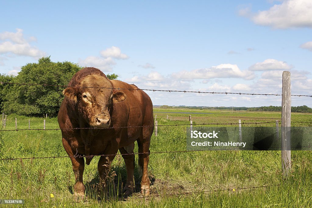 Shorthorn Bull - Zbiór zdjęć royalty-free (Bez ludzi)