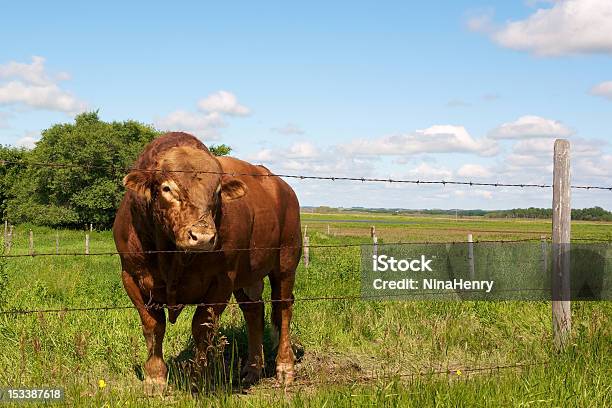 Shorthorn Bull - zdjęcia stockowe i więcej obrazów Bez ludzi - Bez ludzi, Bydło, Byk - Zwierzę płci męskiej