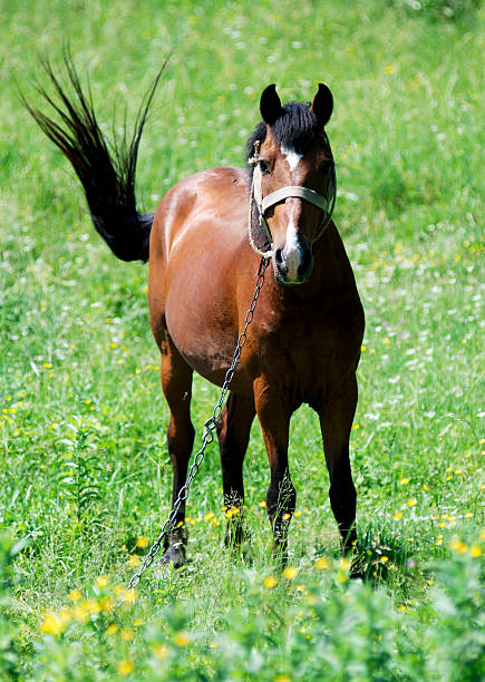 istock horse on a background of grass 153387761