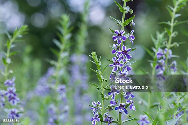Angelonia Flower Stock Photo - Download Image Now - Angelonia, Asia, Beauty