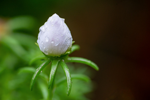 Macro shot of a pea (pisum sativum) flower covered in water droplets