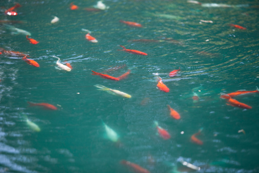 carp (esp. the Japanese carp, Cyprinus carpio)\nNishikigoi in artificially created ponds.\nA large number of colorful carp are swimming in the pond.