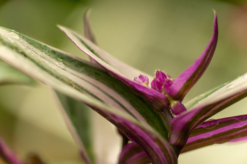 Close up view of a flowering inchplant.