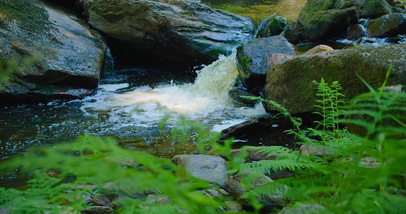 Fast flowing mountain stream in the forest. Green vegetation along water floss. Picturesque nature landscape. Wet gray boulders. Close-up. Calm relaxing and pleasant walk in woodland. Nobody.